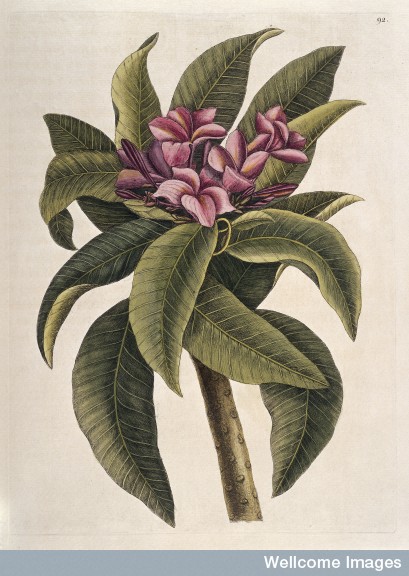 L0035349 Flower and leaves of the Plumeria tree, America, 1731 Credit: Wellcome Library, London. Wellcome Images images@wellcome.ac.uk http://wellcomeimages.org Illustration showing flower and leaves of the Plumeria flore rofeo odoratissimo tree, a species of Nerium which was first introduced from the American continent to Barbados and other sugar islands. The flowers are tubulous and divided into five segments; they are of a rose colour and very fragrant. Printed Reproduction The natural history of Carolina, Florida and the Bahama Islands ... Mark Catesby Published: 1731-1743 Copyrighted work available under Creative Commons Attribution only licence CC BY 4.0 http://creativecommons.org/licenses/by/4.0/