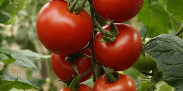 tomate-syngenta-ok-586×360