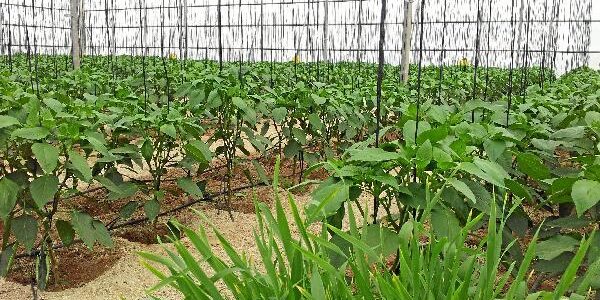 114937_76688_Invernadero-en-la-provincia-de-Almeria_G