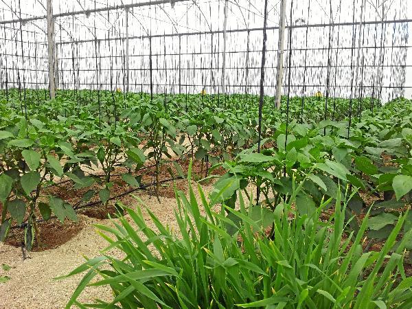 114937_76688_Invernadero-en-la-provincia-de-Almeria_G