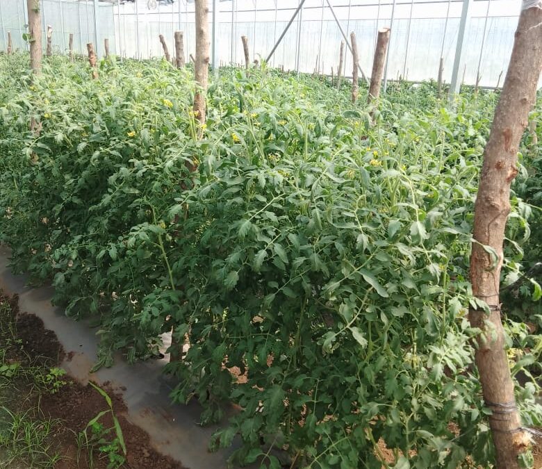 Cambio climático - cultivo de invernadero en proyecto de cooperación internacional