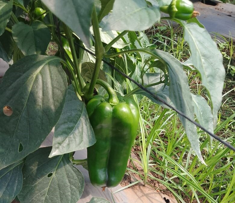 Producción local: cómo fortalecer la seguridad alimentaria en Nicaragua