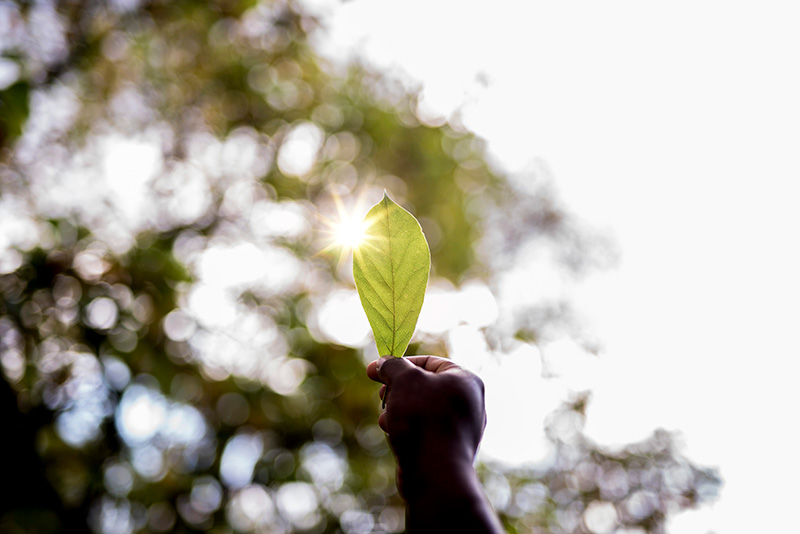 Día del Medio Ambiente: sembrando sostenibilidad desde la agricultura