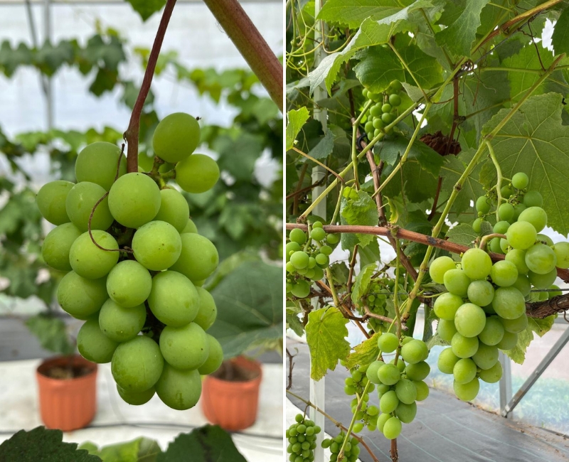 Tecnología agrícola para mejorar el cultivo de uva en Cartago, Costa Rica