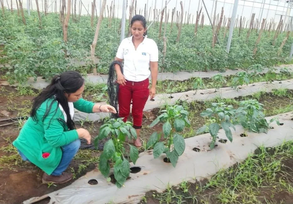 Cultivar en invernadero en Nicaragua
