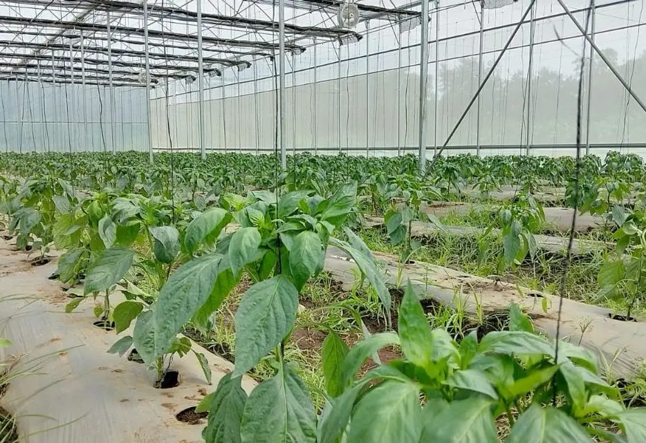 Cultivar en invernadero_ Nicaragua