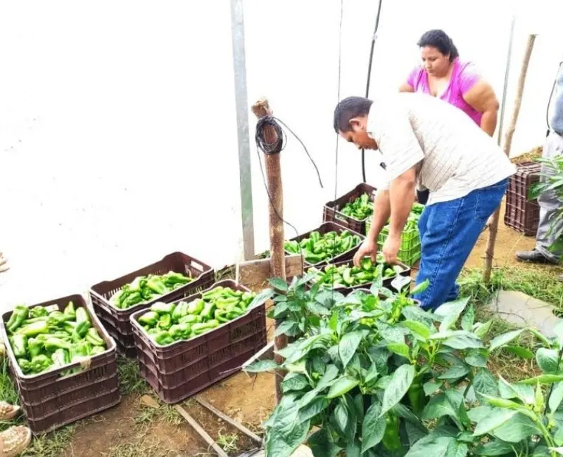 Día de la Agricultura: formación y cooperación internacional para un futuro sostenible