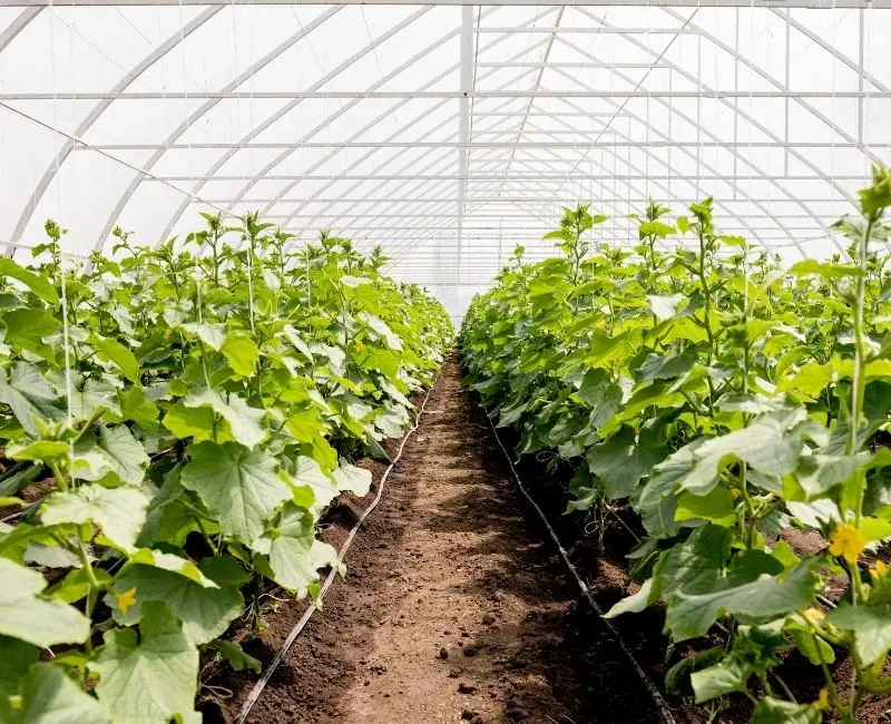 Día de la Agricultura